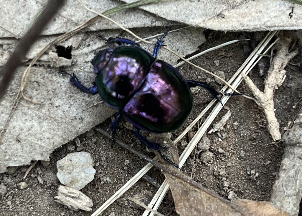 Geotrupidae: Trypocopris sp.